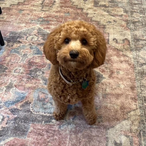 Meet your Posher, April - Picture 16 of 16